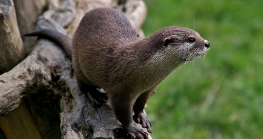 Всесвітній день видри