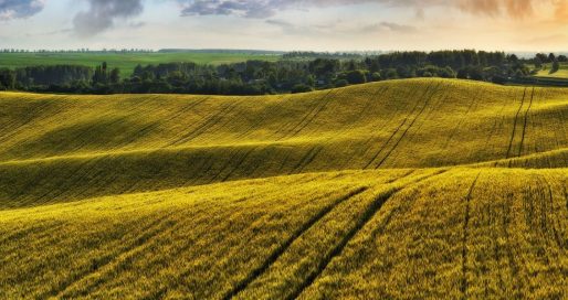 День меліоратора