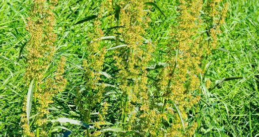 Міжнародний день амброзії