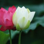 Всесвітній день гармонії