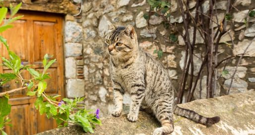 Всесвітній день проти відмови від домашніх тварин