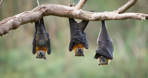 Міжнародна Ніч кажанів