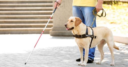 Міжнародний тиждень собак-поводирів