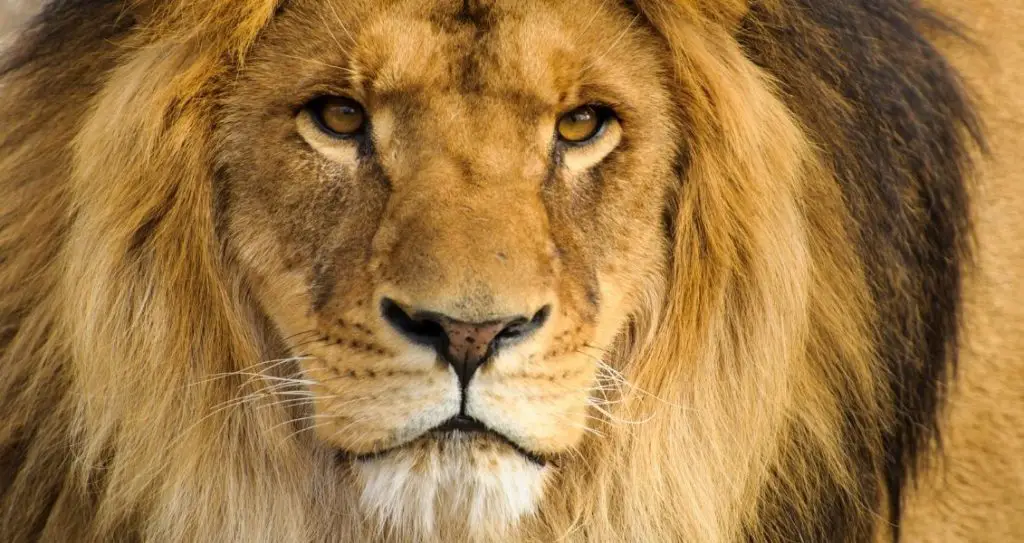 Всесвітній день лева