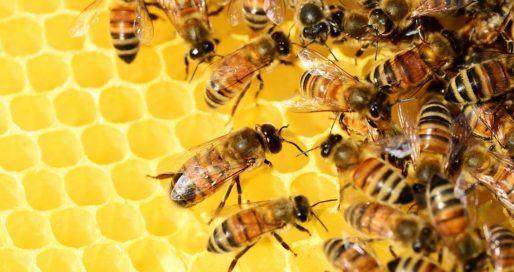 Всесвітній день медоносних бджіл