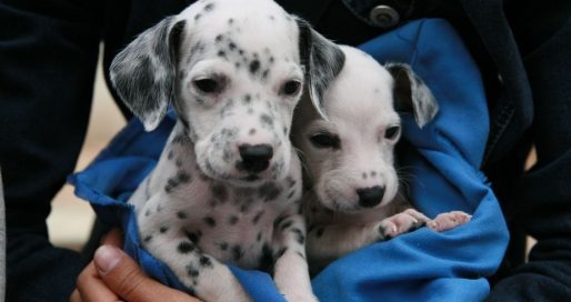 День обізнаності про догляд за цуценятами при розведенні собак