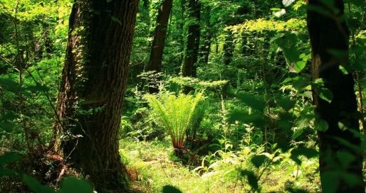 День працівників лісу