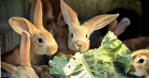 Міжнародний день кролика