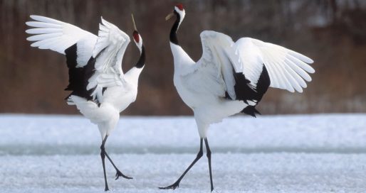 Міжнародний день журавля