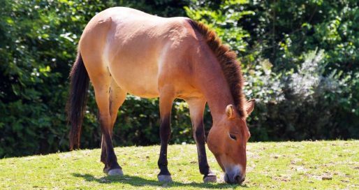 Тиждень приручення тварин, яких складніше приручити