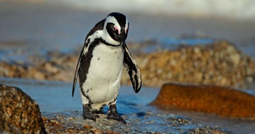 Міжнародний день африканських пінгвінів