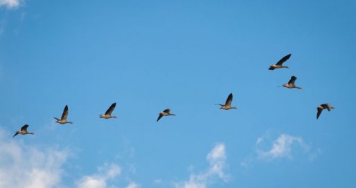 Всесвітній день мігруючих птахів