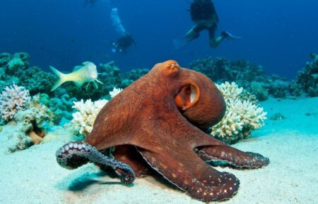 Всесвітній день восьминога