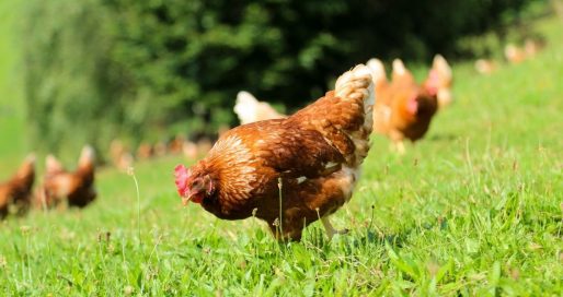 Всесвітній день курки