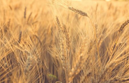 Всесвітній день зерна або Міжнародний день цільно зернової продукції