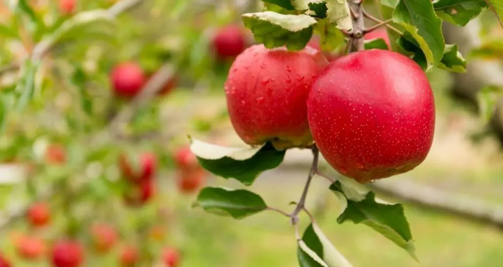 День яблуні