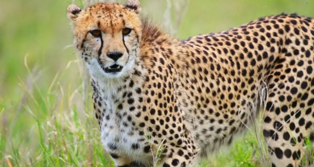 Міжнародний день гепарду