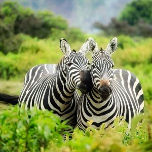 Міжнародний день зебри