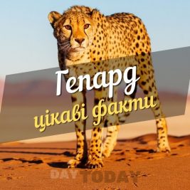 Цікаві факти про гепарда