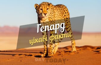 Цікаві факти про гепарда