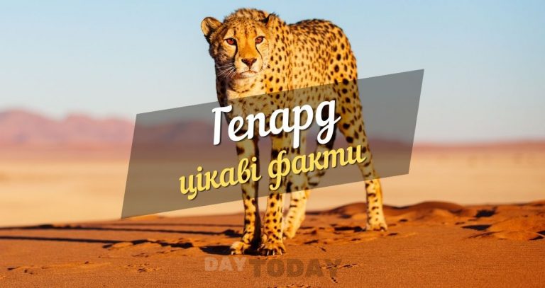 Цікаві факти про гепарда