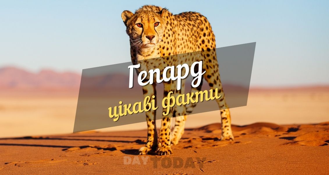 10 цікавих фактів про гепарда