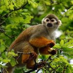 Всесвітній день мавп