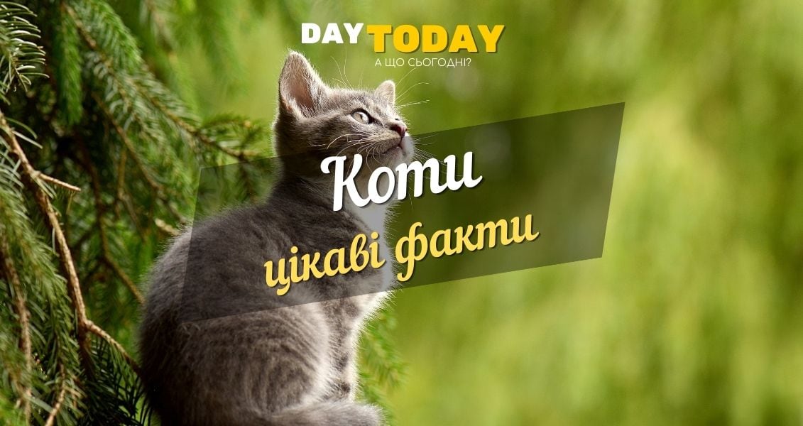Цікаві факти про котів