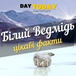 цікаві факти про полярних ведмедів