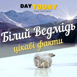 цікаві факти про полярних ведмедів
