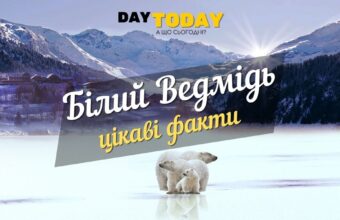 цікаві факти про полярних ведмедів
