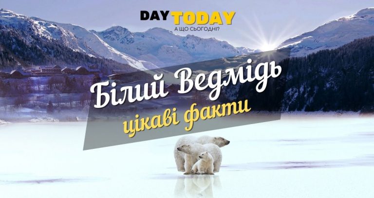 цікаві факти про полярних ведмедів