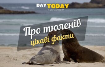 Цікаві факти про тюленiв (1)