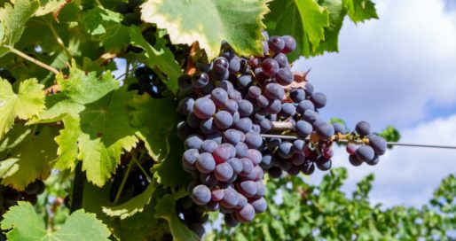 Міжнародний день вина «Каріньян»