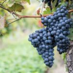 Міжнародний день маратефтіко