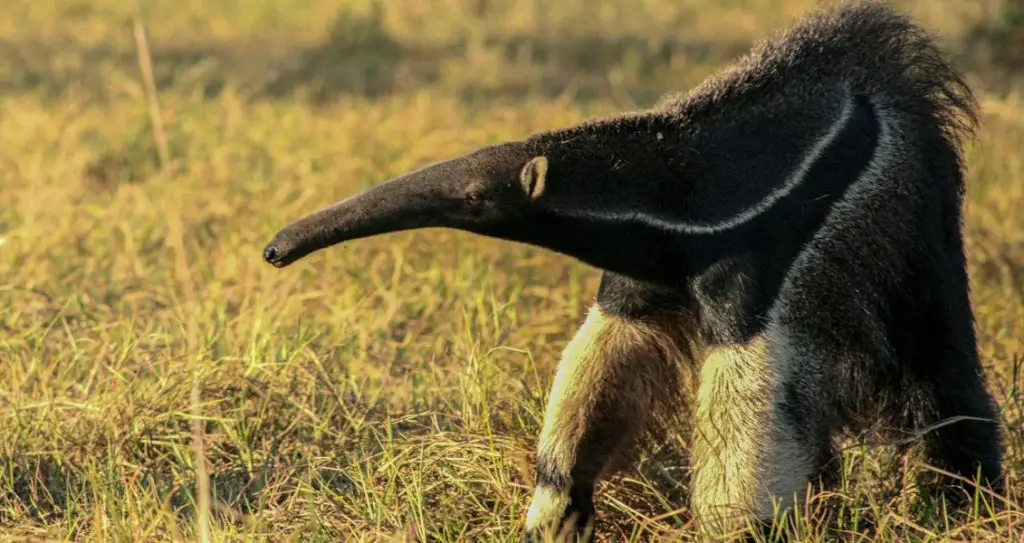 Всесвітній день мурахоїдів