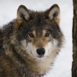 День "Відвідайте зоопарк" (Visit the Zoo Day)