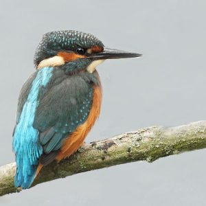 День птахів у США (National Bird Day) відзначають 5 січня.