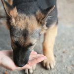 День святкової їжі для нужденних тварин