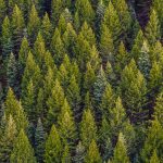 День вічнозеленого дерева Look for an Evergreen Day