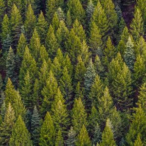 День вічнозеленого дерева Look for an Evergreen Day