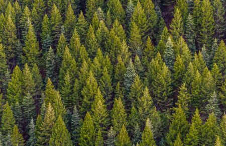 День вічнозеленого дерева Look for an Evergreen Day