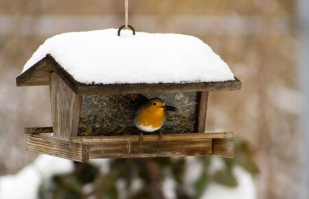 День годування птахів (Feed the Birds Day)