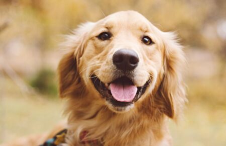 Міжнародний день золотистого ретрівера (International Golden Retriever Day)