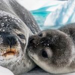 Міжнародний день тюленя