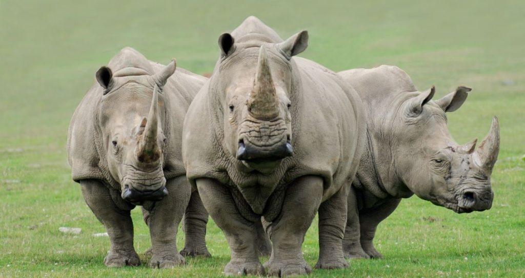 День порятунку носорога