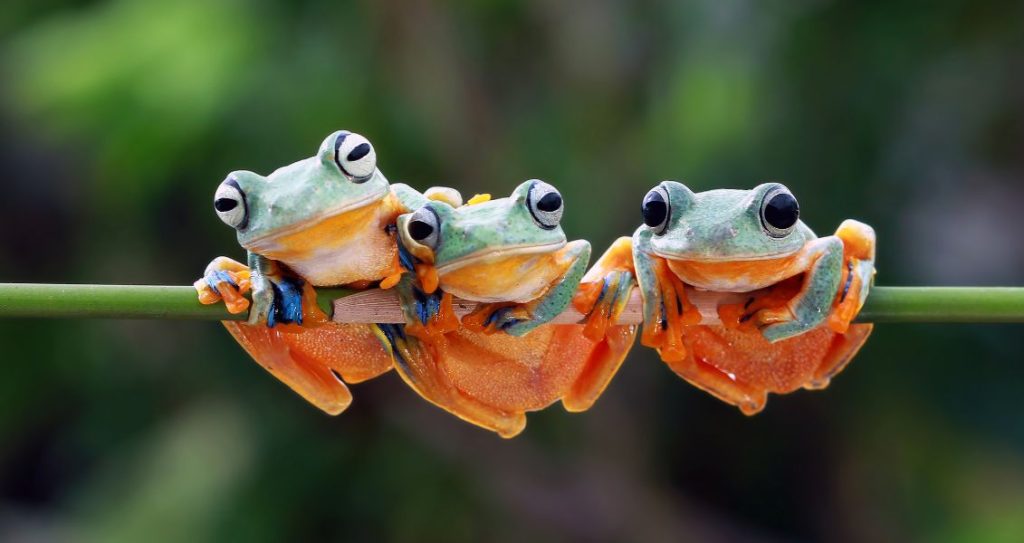 День порятунку жаб