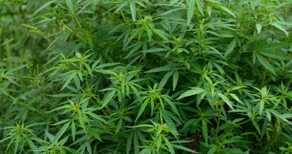 Міжнародний день коноплі