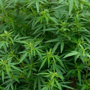 Міжнародний день коноплі