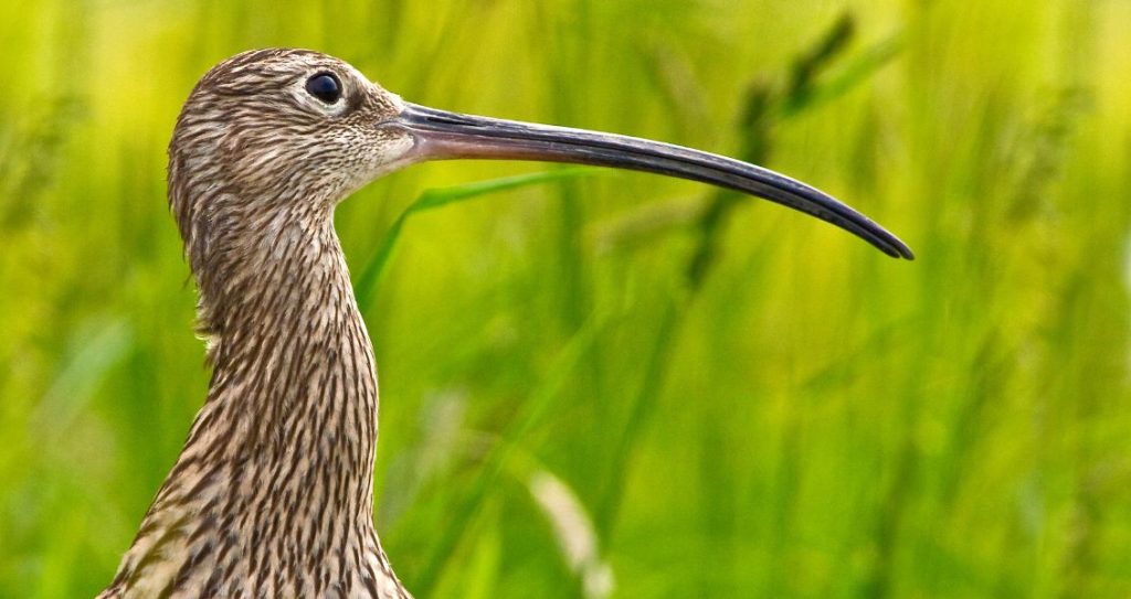 Всесвітній день кроншнепа